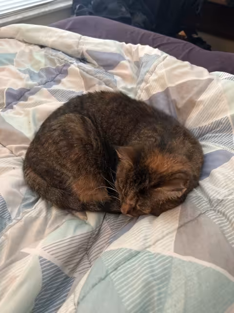 Image of a tabby cat curled up in a ball on a blanket.